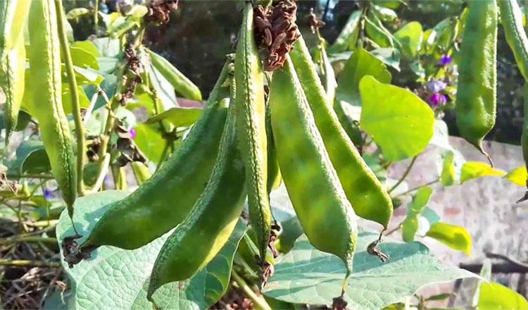 প্রোটিন ফাইবার ভিটামিন মিনারেলসে ভরপুর শিম