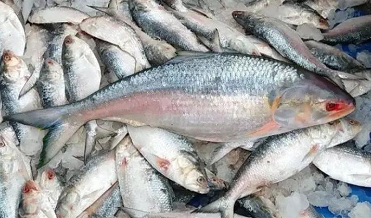ইলিশ স্বাদে নয়, গুণেও সেরা