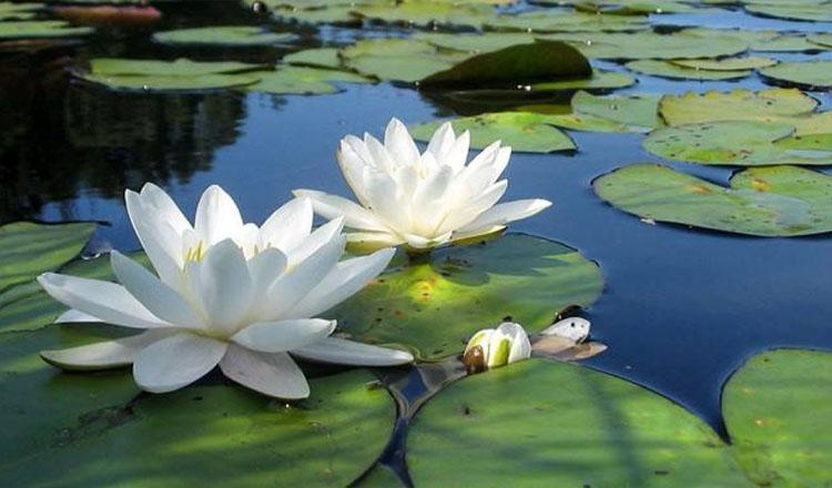 শাপলা ফুলের অভাবনীয় পুষ্টিগুণ