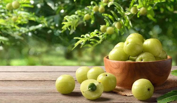 পুষ্টিমান ও ভেষজগুণে অনন্য আমলকী