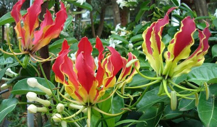 ভেষজ চিকিৎসায় অনন্য বনফুলের লতা ‘উলট চন্ডাল’