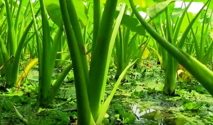 পুষ্টিগুণে মধুর চেয়েও মধুর ‘পানি কচু’