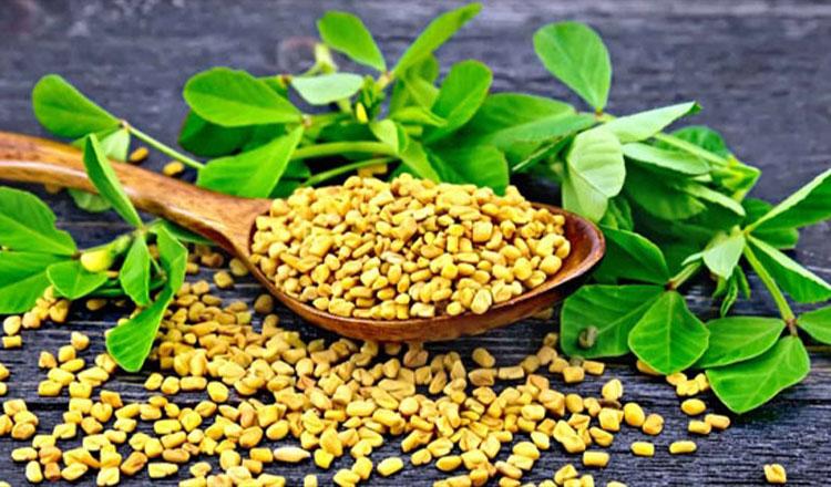 তারুণ্য ধরে রাখার অনন্য উপাদান ‘মেথি’