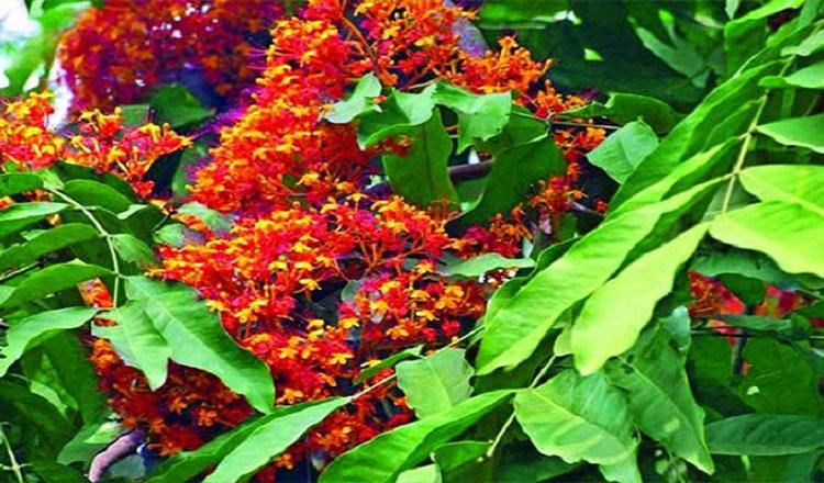 অনন্য গুণে ভরা গাছ ‘অশোক’