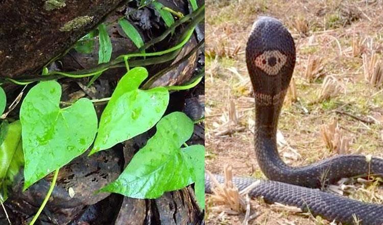 সাপের বিষ নষ্ট করে রোগ সারায় ‘গুলঞ্চ’