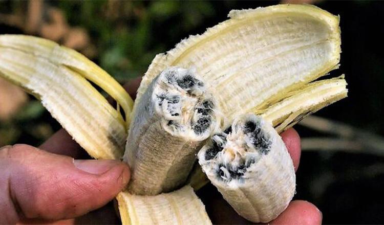 ঔষধি গুণে ভরা মিষ্টি স্বাদের ‘বিচি কলা’