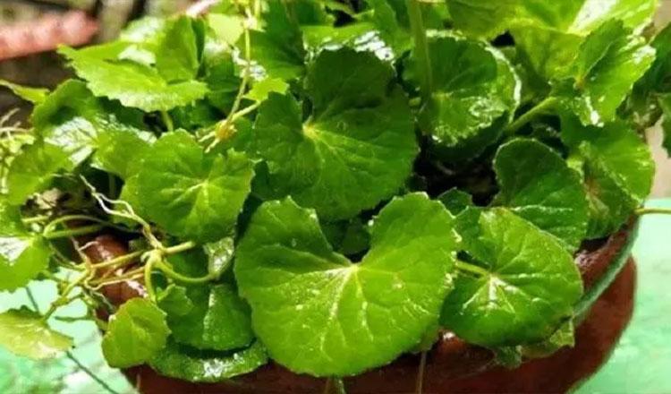 প্রাকৃতিক মহৌষধ থানকুনি পাতার গুণাগুণ