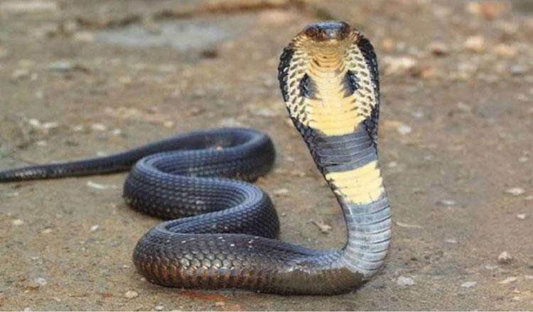 ঘর থেকে সাপ তাড়ানোর সহজ উপায়