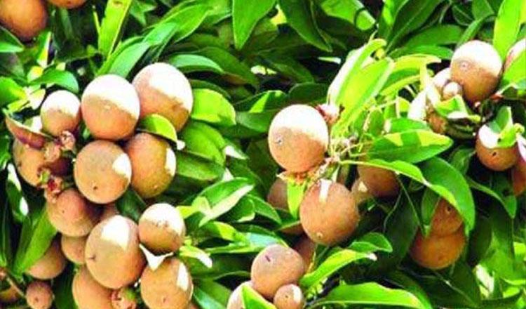 পুষ্টিগুণে অনন্য ফল ‘সফেদা’