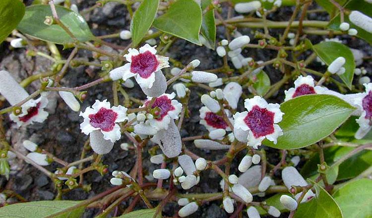 বহুরোগের নিরাময়ে অনন্য ‘গন্ধভাদালি’