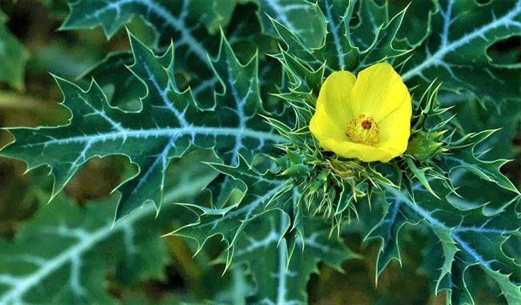 কুষ্ঠরোগ নিরাময় করে অবহেলিত উদ্ভিদ ‘শিয়ালকাঁটা’