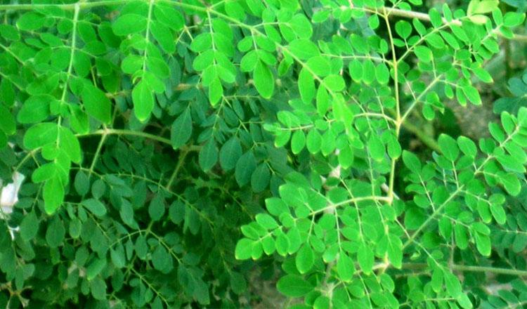 কলা দুধ গাজরের চেয়ে পুষ্টিগুণে এগিয়ে ‘সজিনা পাতা’