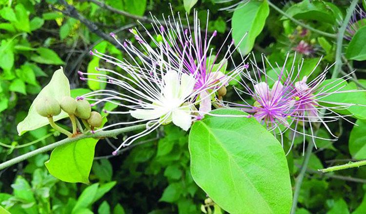 ডায়রিয়া বসন্ত রোগ দূরে রাখে ‘আষাঢ়ে লতা’