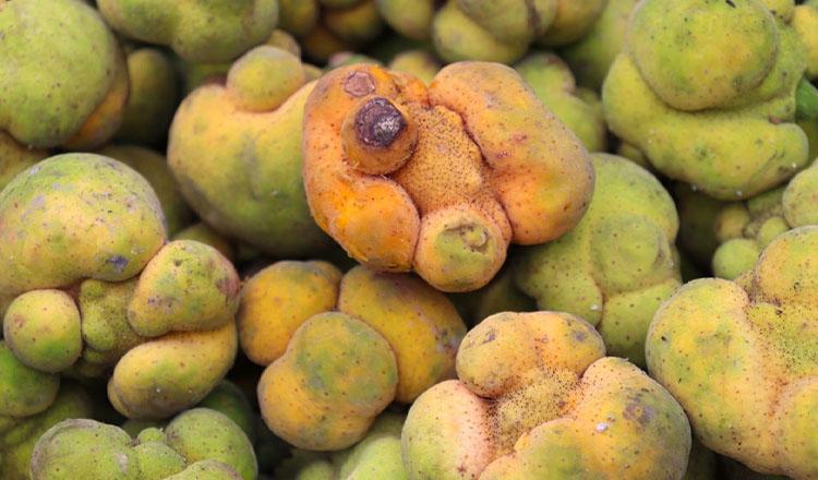 বিলুপ্ত প্রায় ডেউয়া ফলের অজানা গুণাগুণ