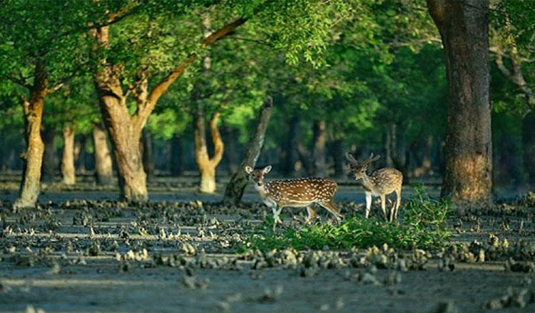 ১৪ ফেব্রুয়ারি ‘সুন্দরবন দিবস’