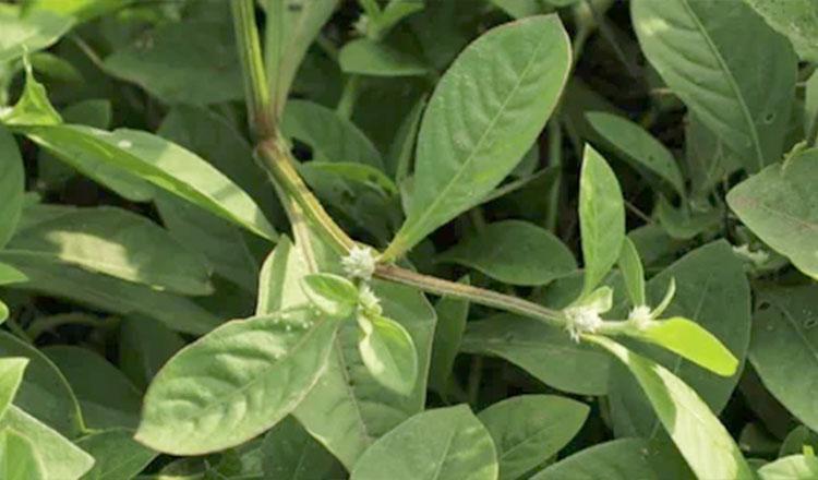 কোষ্ঠকাঠিন্য মাথা ব্যথা নিরাময়ে অনন্য ‘ক্যাথাপাটা’ শাক