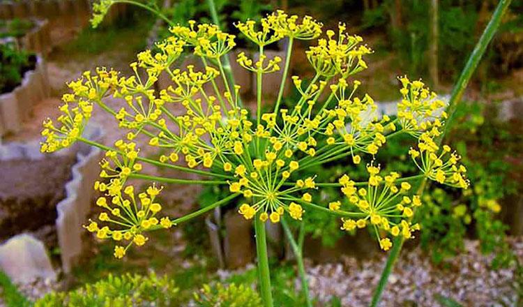 নানা রোগের নিরাময়ে কার্যকরী ‘শুলফা’