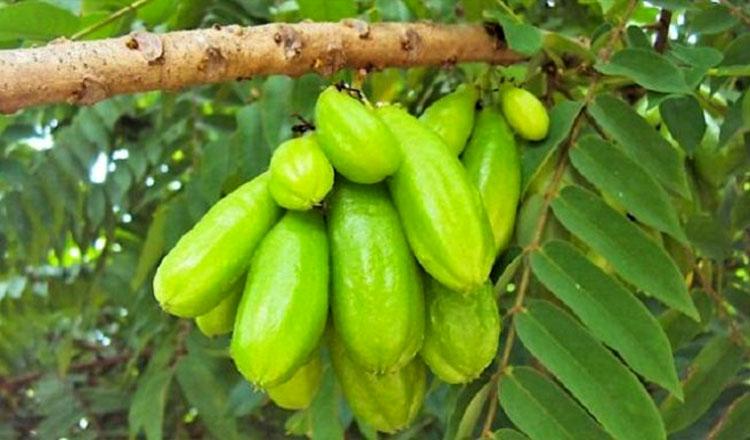 ওজন কমায় রোগ সারায় টক ফল ‘বিলিম্বি’