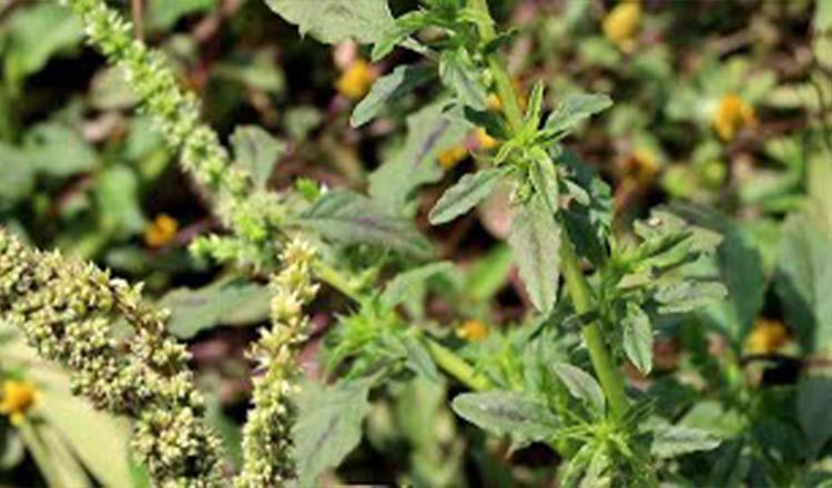 যৌন সমস্যা সমাধানে অনন্য ‘কাঁটানটে শাক’