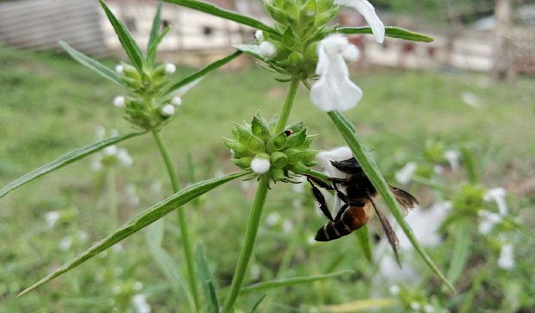 ছানি কাটে হাঁপানি সারায় ‘শ্বেতদ্রোণ’