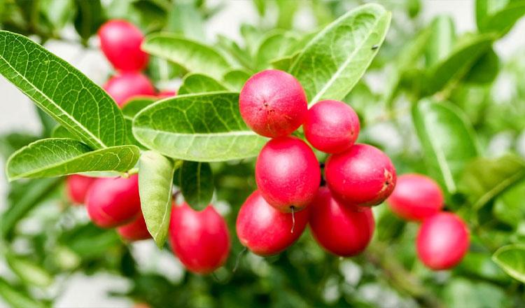 বর্ষার ফল করমচার পুষ্টির গল্প