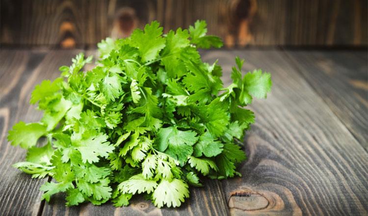 স্বাদ আর ঘ্রাণে নয়, গুণেও সেরা ধনিয়া পাতা