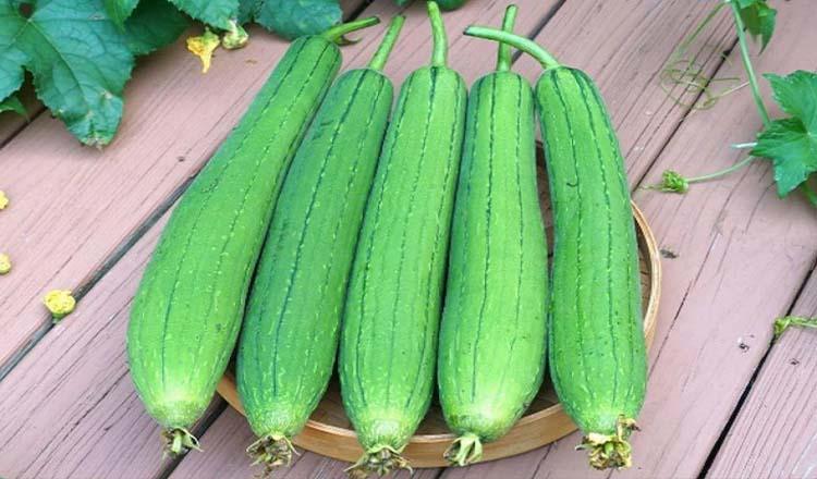 বুনো ধুন্দুলে চমকপ্রদ উপকারিতা