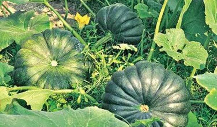 মিষ্টি কুমড়ার মিঠা গুণাগুণ