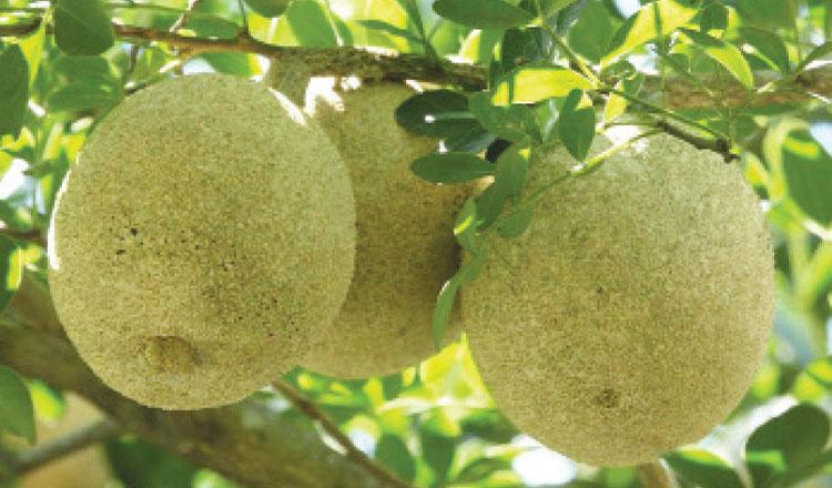 ‘টক-মিষ্টি কদবেল, পুষ্টিগুণে সবাই ফেল’