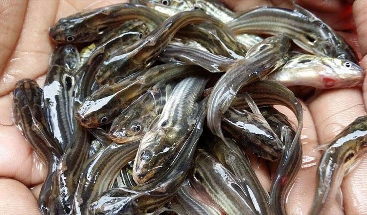 ছোট্ট টেংরা মাছে বিশাল উপকারিতা