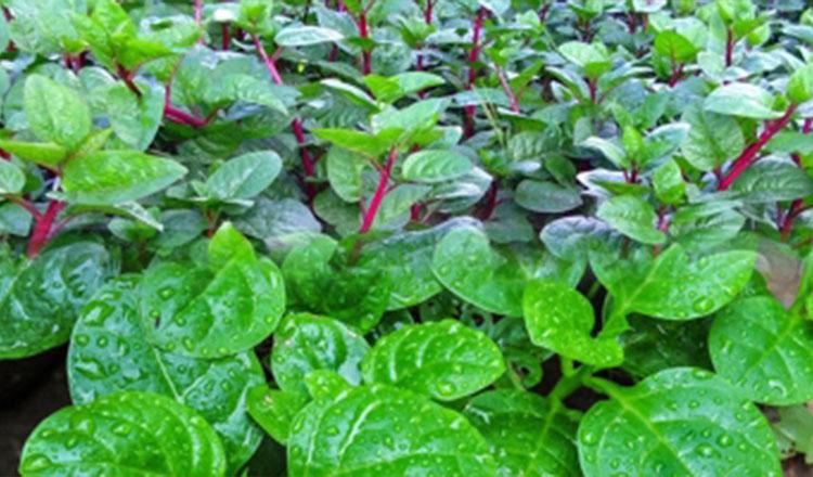 সুস্বাস্থ্যের জন্য পুষ্টির সেরা পুঁইশাক