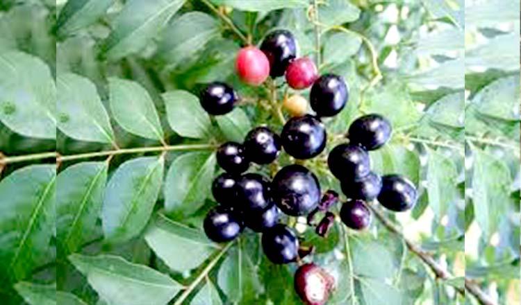 সুস্বাস্থ্যের জন্য মসলায় রাখুন ‘বারসুঙ্গা'