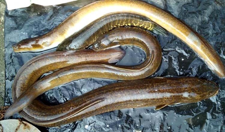 পুষ্টিগুণে স্বাদে ফাইন, মাছের সেরা ‘বাইন’