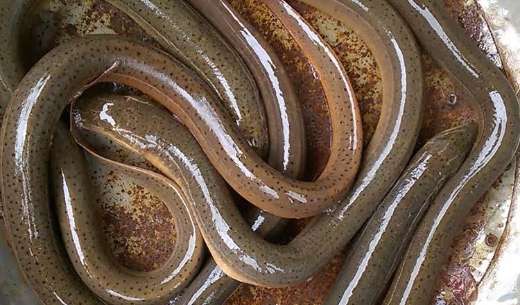 রূপে নয়, গুণেই সেরা ‘কুঁচিয়া’