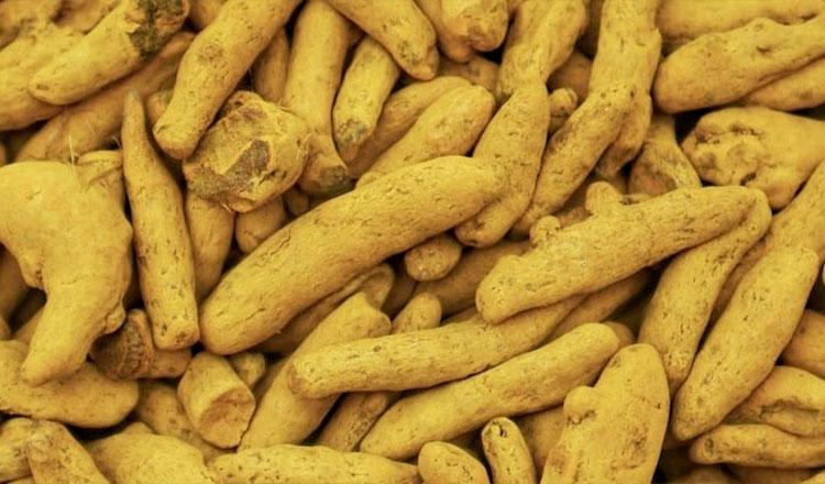 ‘কাঁচা হলুদের অবিস্মরনীয় ভেষজ গুণাগুণ’