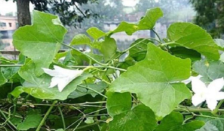 তেলাকুচার তেলেসমাতি