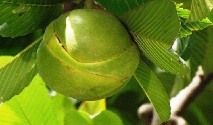 চালতা শুধুই ফল, নাকি অন্য কিছু