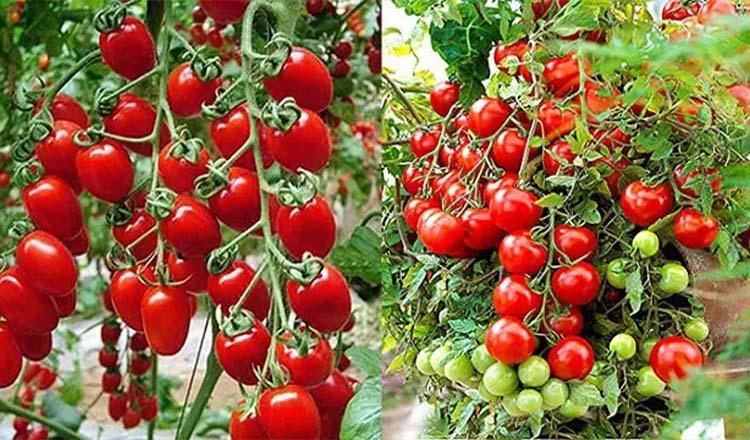 যেমন দর্শনধারী, তেমনই পুষ্টিকর ‘চেরি টমেটো’