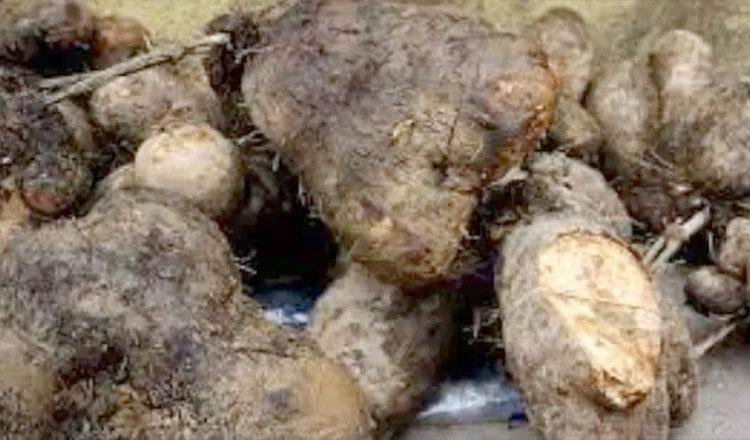 হৃদরোগ ক্যান্সারের ঝুঁকি কমায় ‘মেটে আলু’