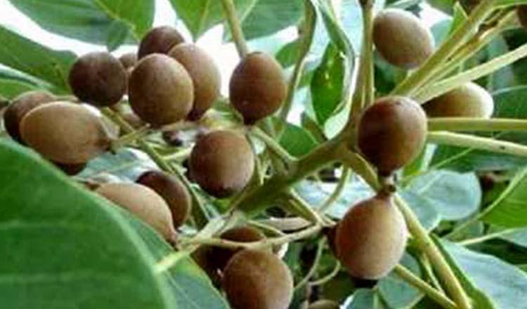 প্রাকৃতিক চিকিৎসার সেরা উপাদান ‘বহেড়া’