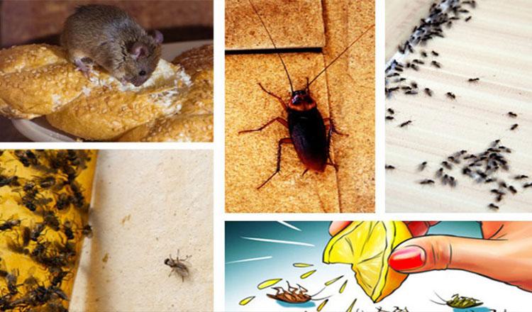 ঘর থেকে পোকামাকড় তাড়াবেন যেভাবে