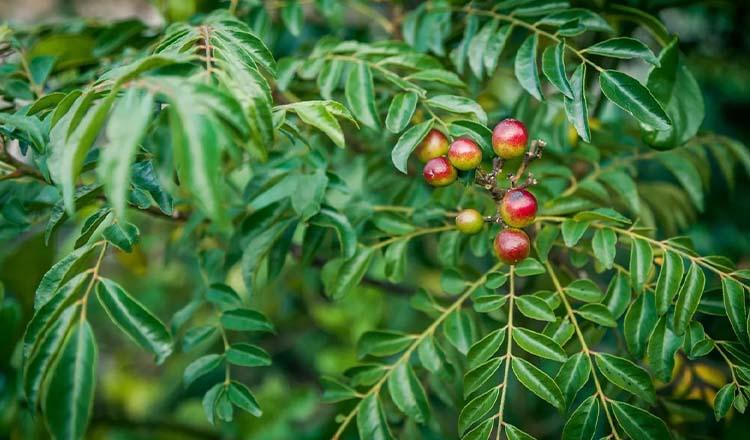 রকমারি পুষ্টিগুণের অনন্য উপাদান ‘কারি পাতা’