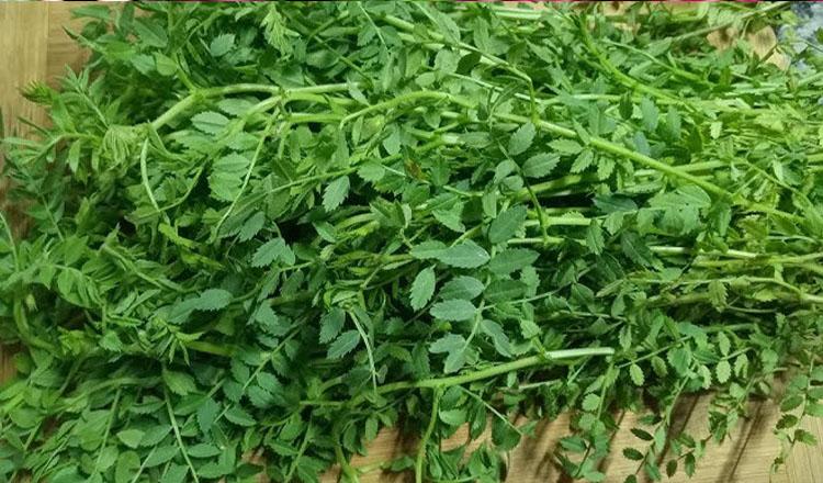 কোষ্ঠকাঠিন্য দূরে রাখে ‘ছোলা শাক’