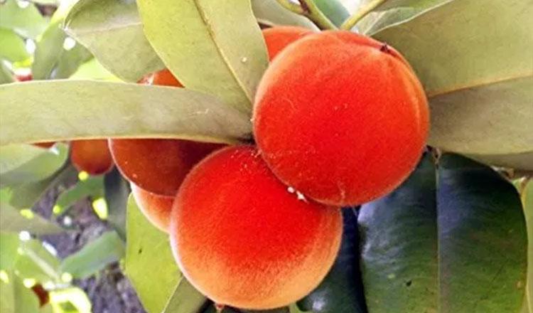 মৌসুমি ফলের তালিকায় যখন গাব