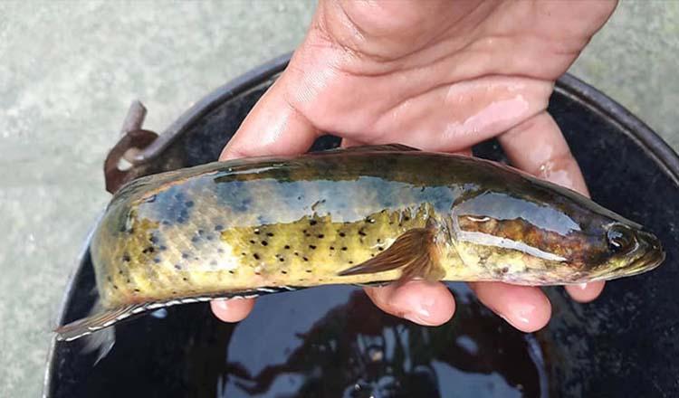 ভর্তা-ঝোলে পুষ্টিকর ‘টাকি’ মাছের গুণাগুণ