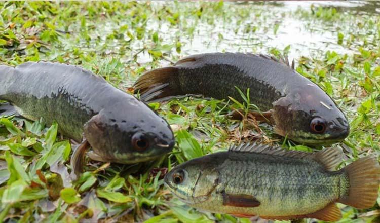 পুষ্টি উপাদানে ভরপুর শক্ত প্রাণের ‘কই মাছ’