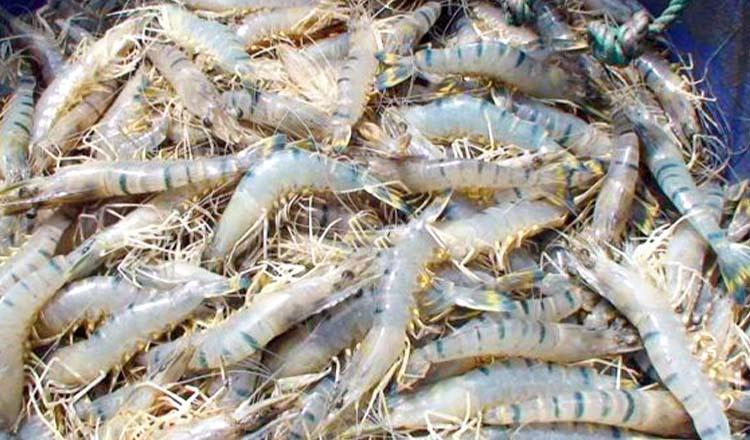 গুণে-মানে সেরা সাদা সোনা চিংড়ি