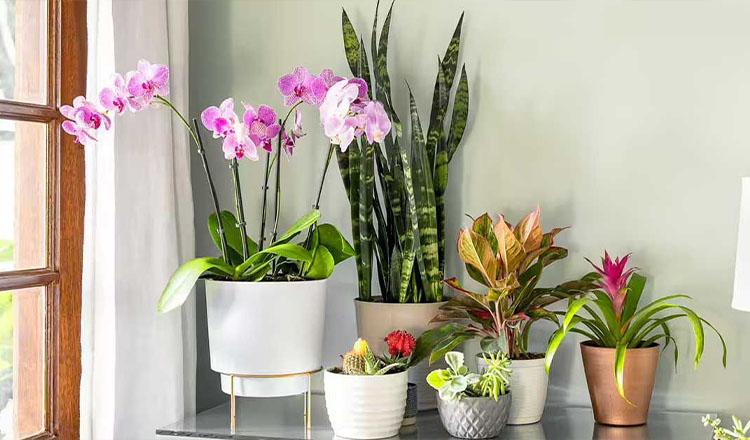 ইনডোর প্ল্যান্টস: নন্দন গৃহে নির্মলতা
