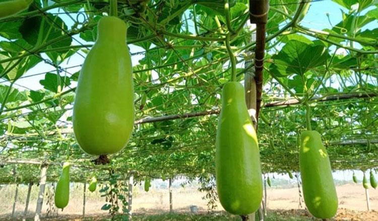 ‘গুণে ভরা লাউ, যত পারো খাও’