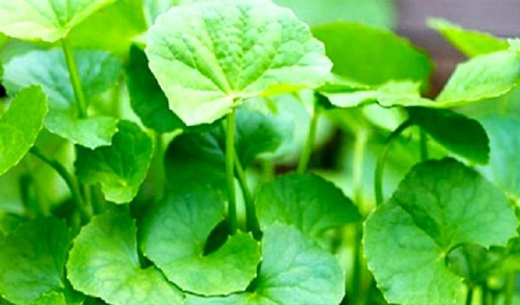 থানকুনি পাতার উপকারিতা